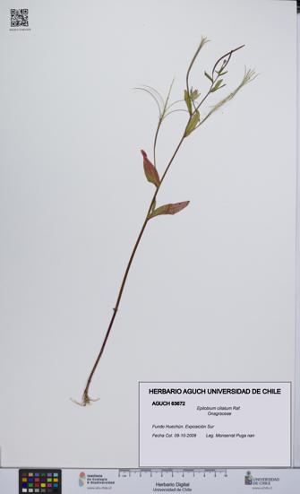Epilobium ciliatum [Espécimen: UCH:AGUCH:0063672]