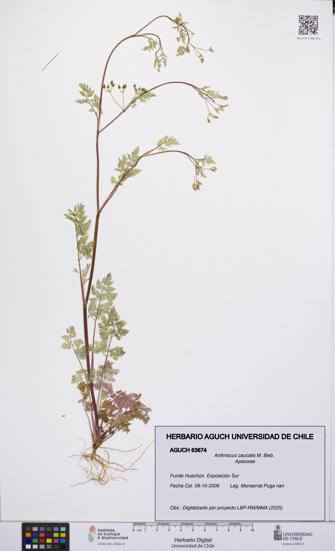 Anthriscus caucalis [Espécimen: UCH:AGUCH:0063674]