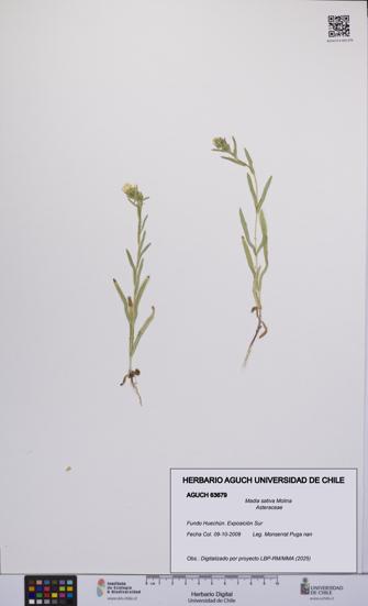 Madia sativa [Espécimen: UCH:AGUCH:0063679]