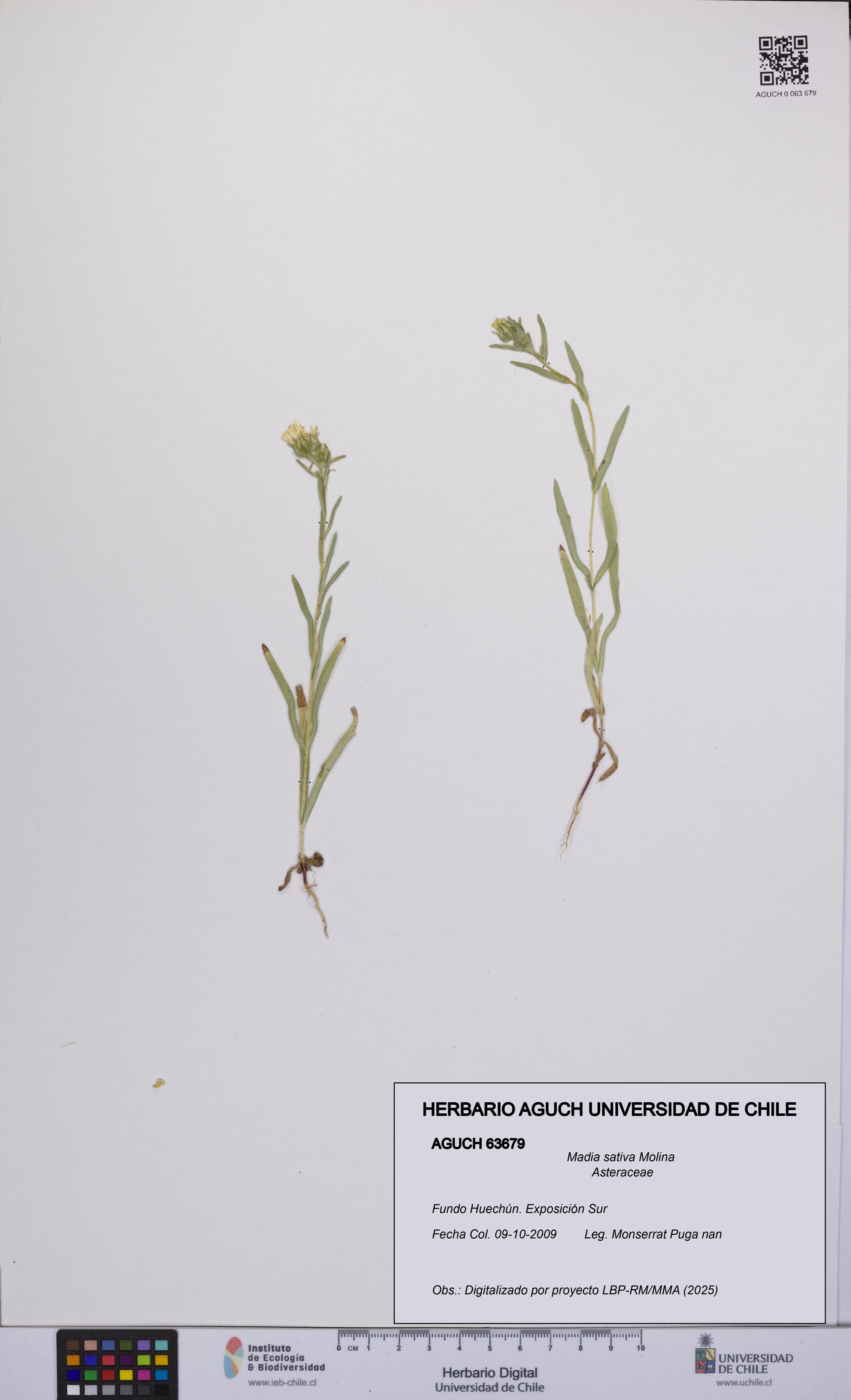 Madia sativa [Espécimen: UCH:AGUCH:0063679]