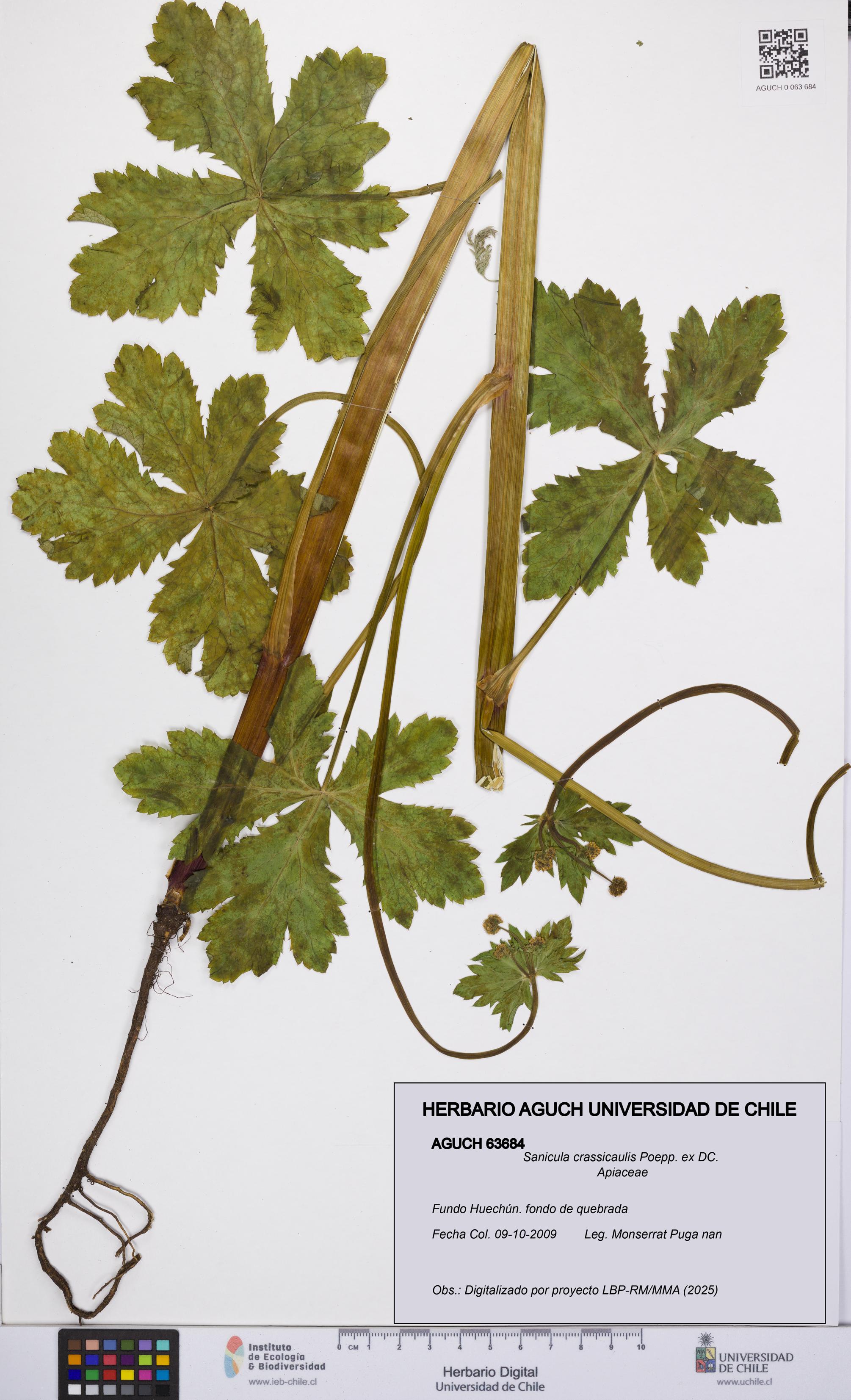 Sanicula crassicaulis [Espécimen: UCH:AGUCH:0063684]