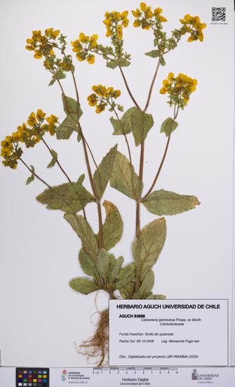 Calceolaria glandulosa [Espécimen: UCH:AGUCH:0063689]