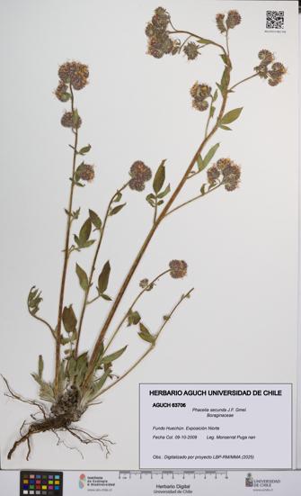 Phacelia secunda [Espécimen: UCH:AGUCH:0063706]