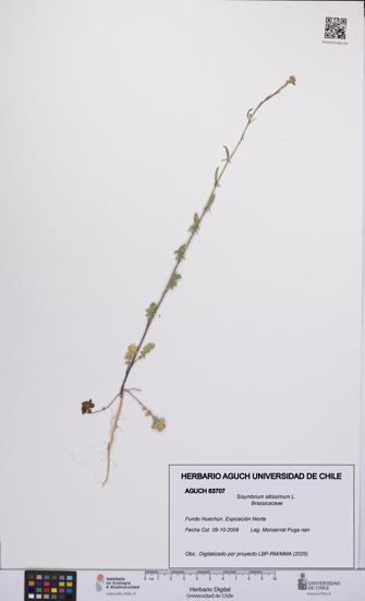 Sisymbrium altissimum [Espécimen: UCH:AGUCH:0063707]