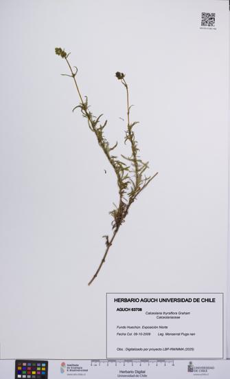 Calceolaria thyrsiflora [Espécimen: UCH:AGUCH:0063708]