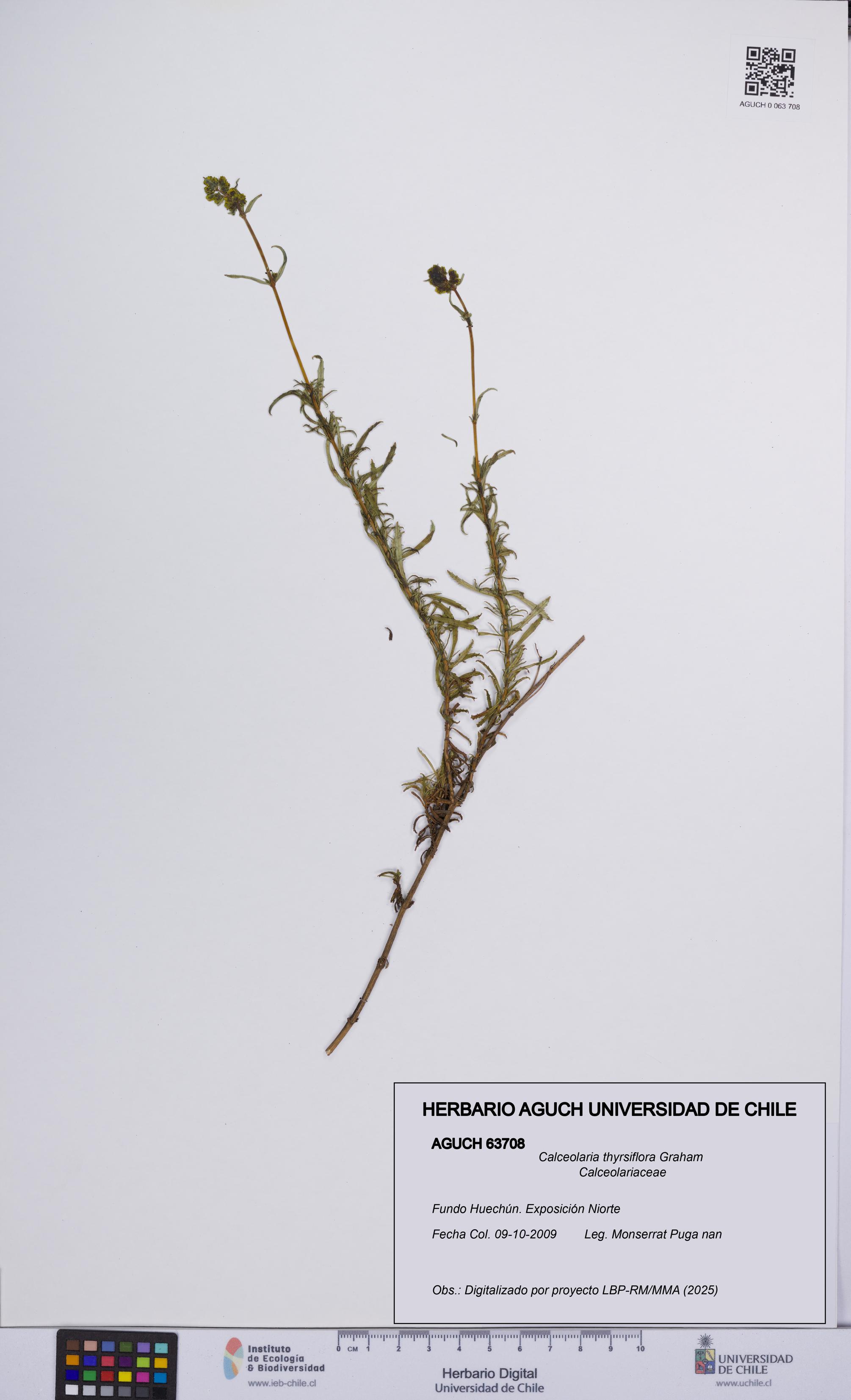 Calceolaria thyrsiflora [Espécimen: UCH:AGUCH:0063708]