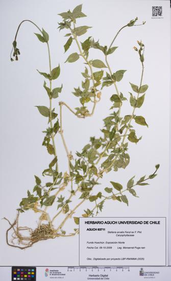 Stellaria arvalis [Espécimen: UCH:AGUCH:0063711]