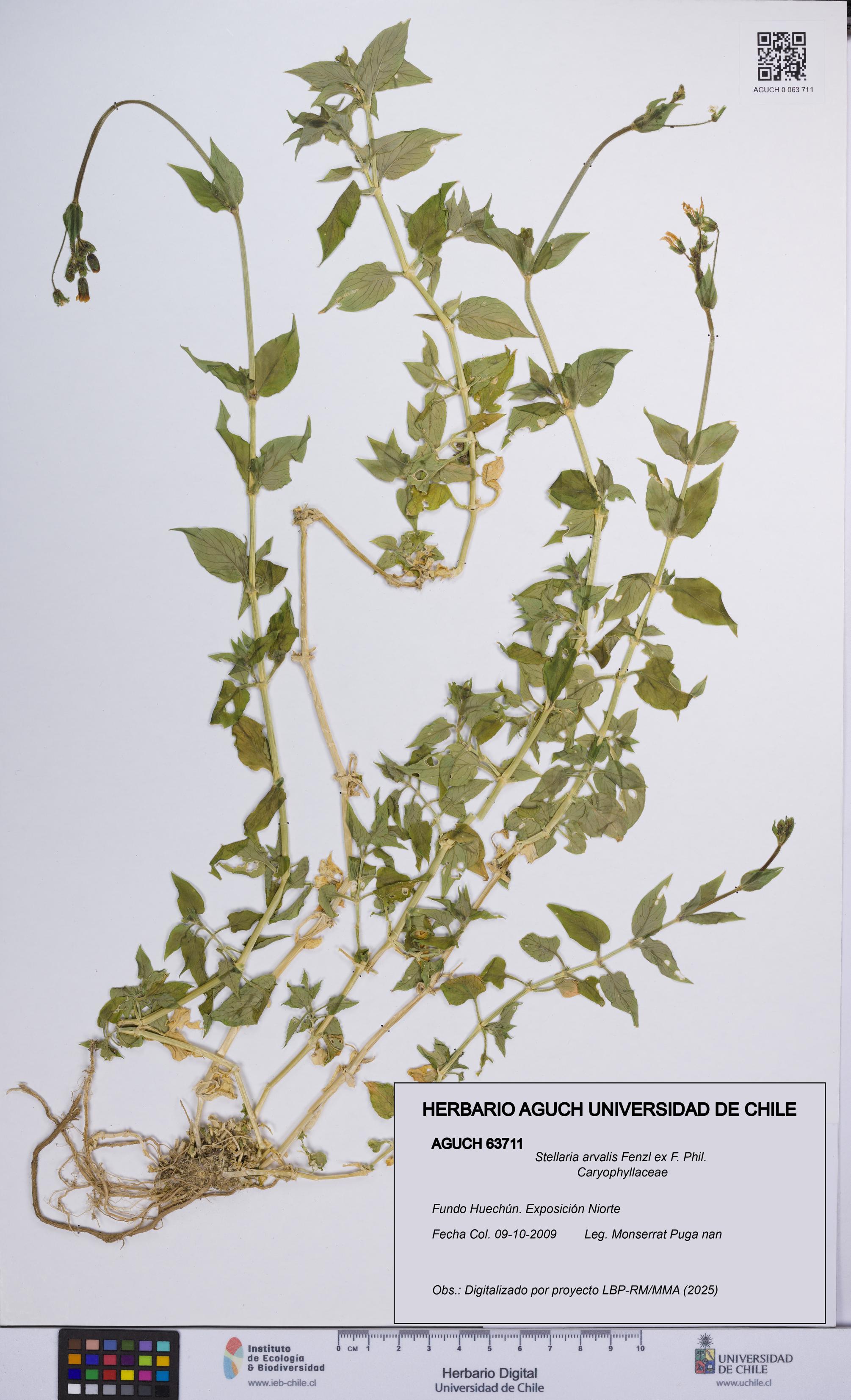 Stellaria arvalis [Espécimen: UCH:AGUCH:0063711]