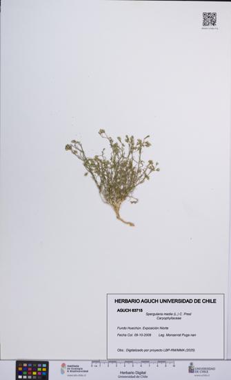 Spergularia media [Espécimen: UCH:AGUCH:0063715]