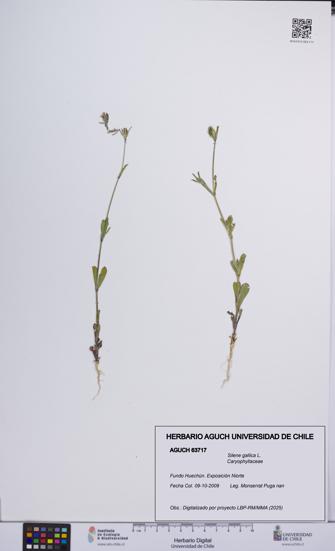 Silene gallica [Espécimen: UCH:AGUCH:0063717]