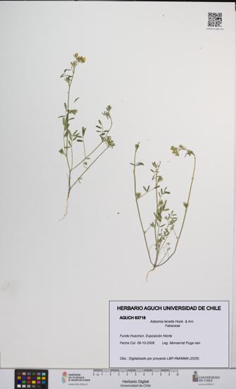 Adesmia tenella [Espécimen: UCH:AGUCH:0063718]