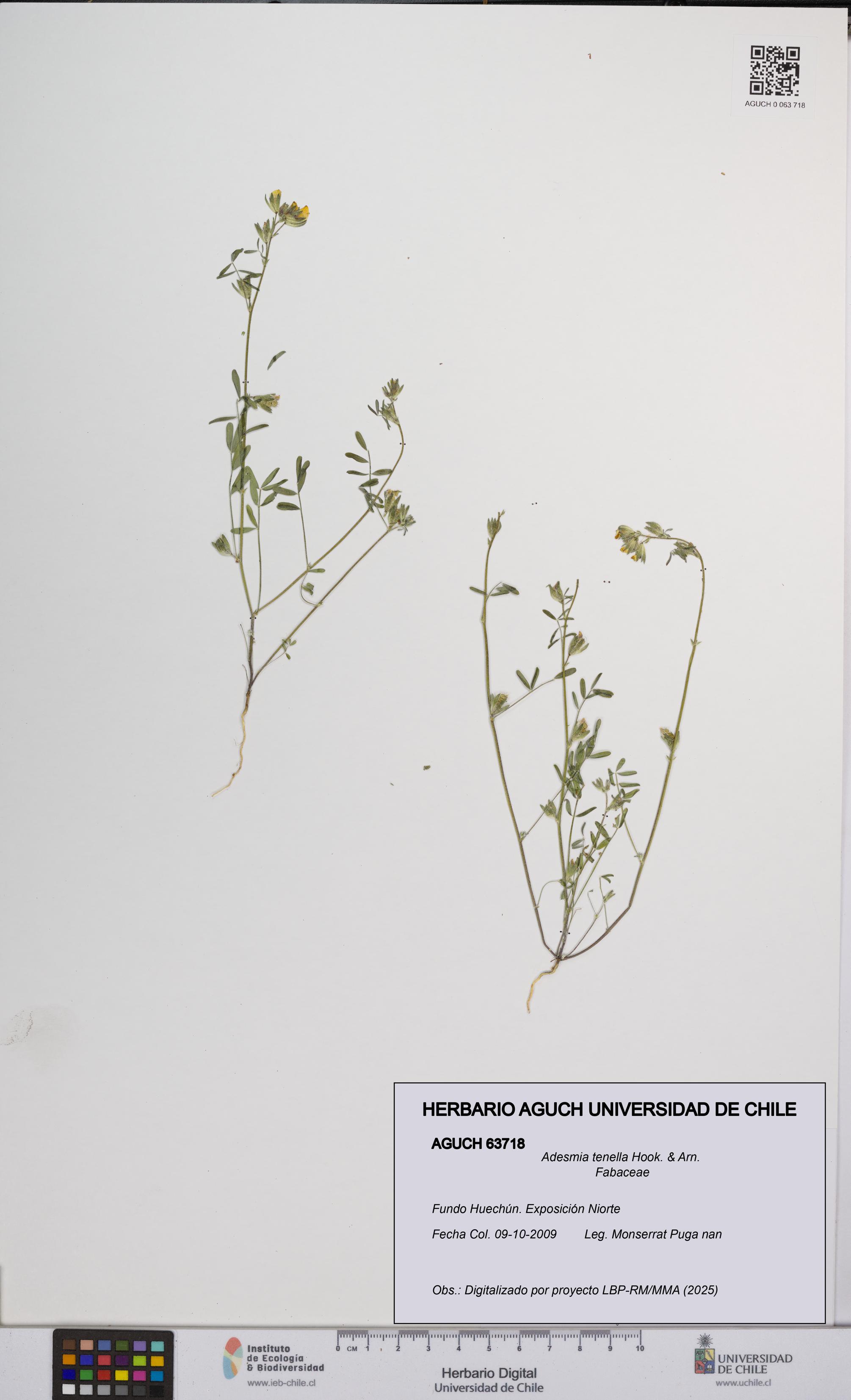 Adesmia tenella [Espécimen: UCH:AGUCH:0063718]