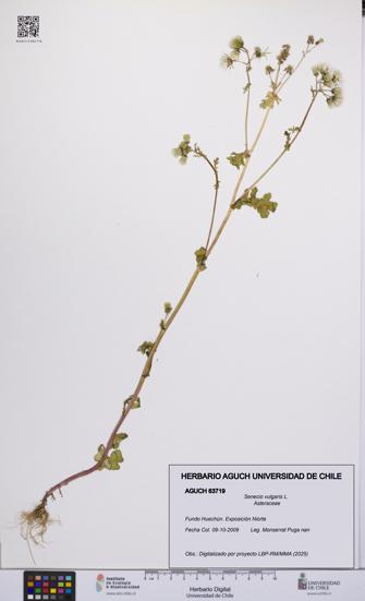 Senecio vulgaris [Espécimen: UCH:AGUCH:0063719]