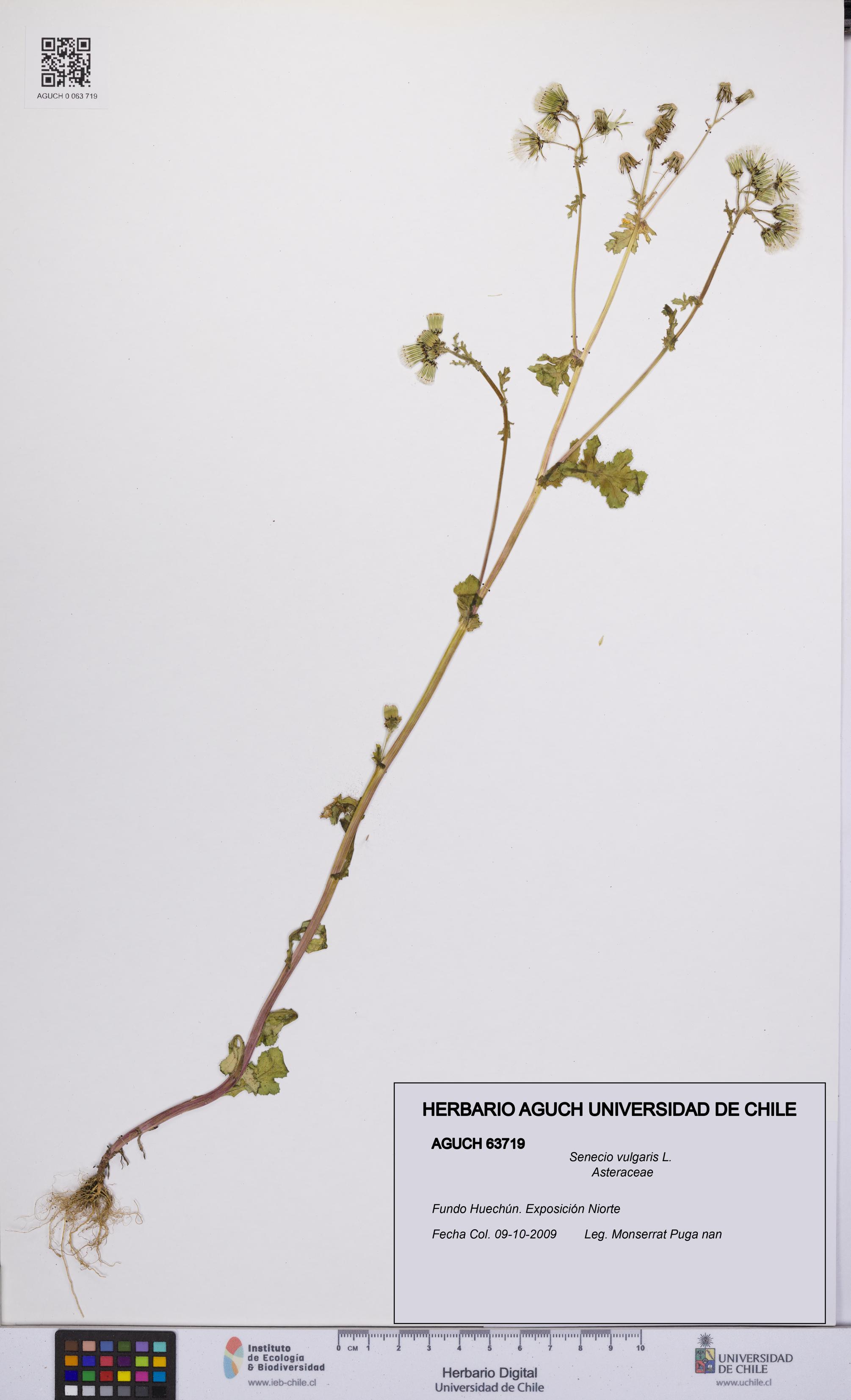 Senecio vulgaris [Espécimen: UCH:AGUCH:0063719]