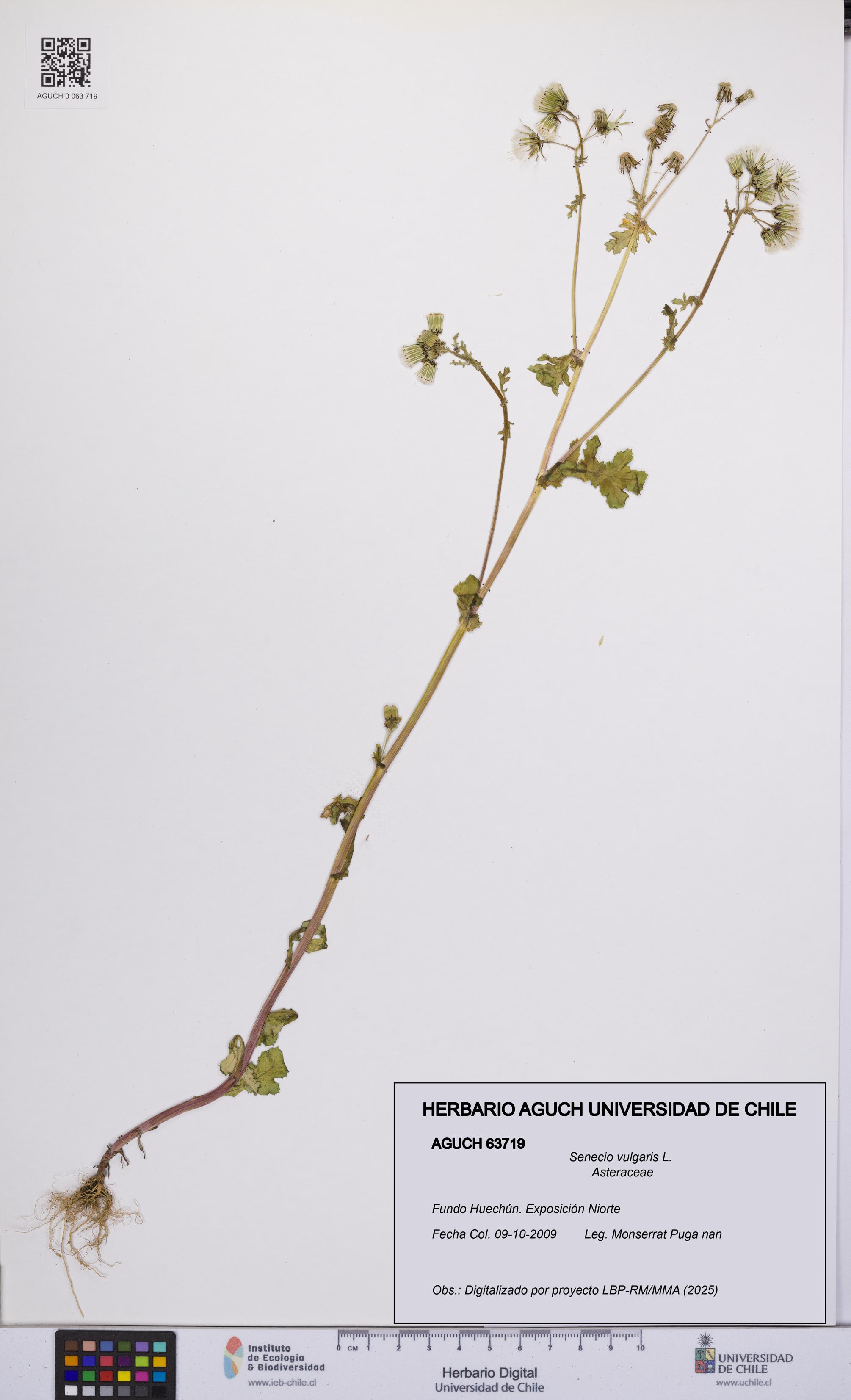 Senecio vulgaris [Espécimen: UCH:AGUCH:0063719]