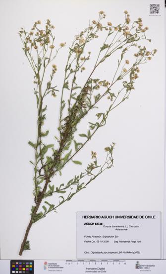 Conyza bonariensis [Espécimen: UCH:AGUCH:0063728]