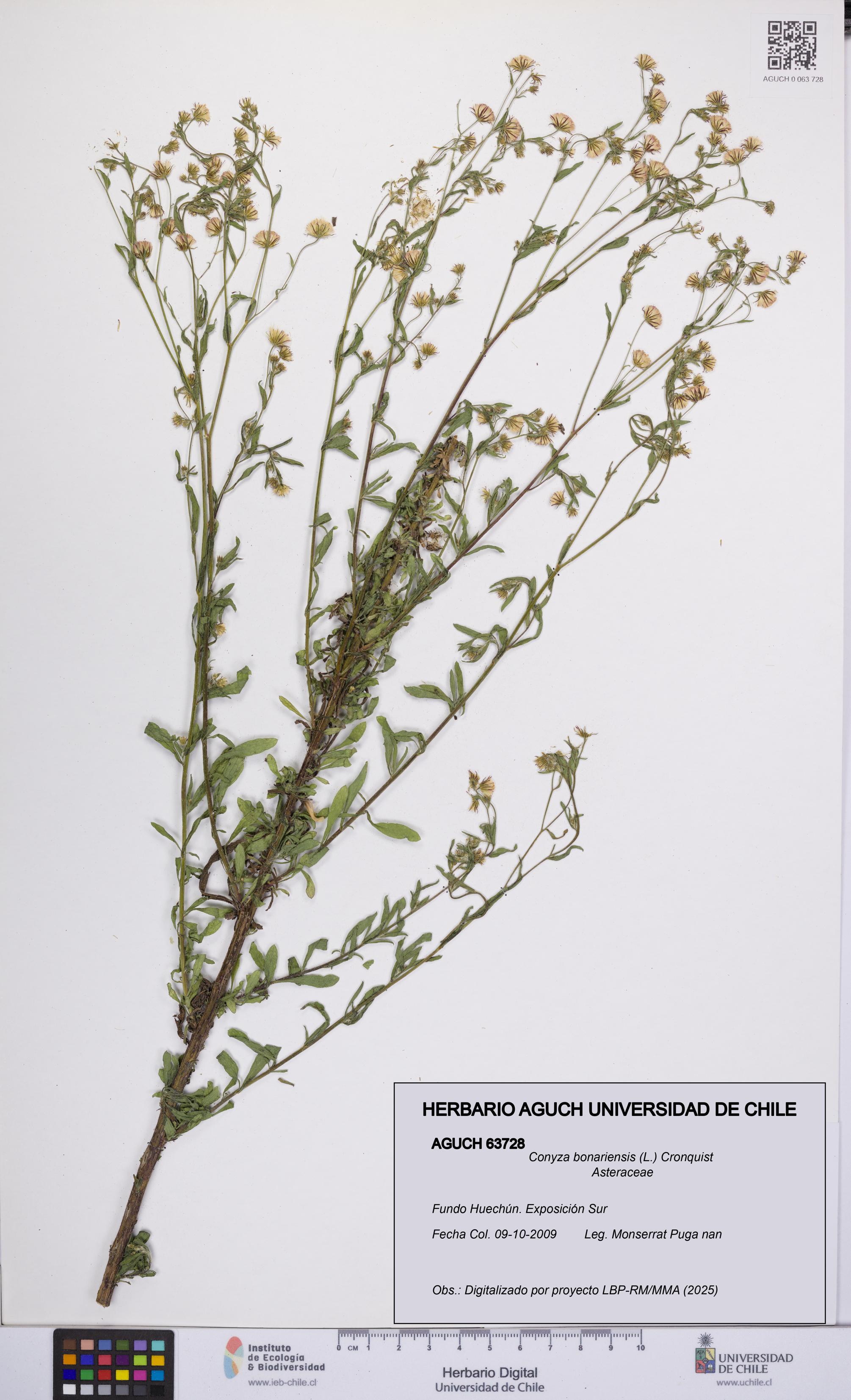 Conyza bonariensis [Espécimen: UCH:AGUCH:0063728]