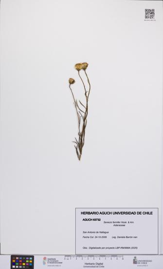 Senecio farinifer [Espécimen: UCH:AGUCH:0063732]