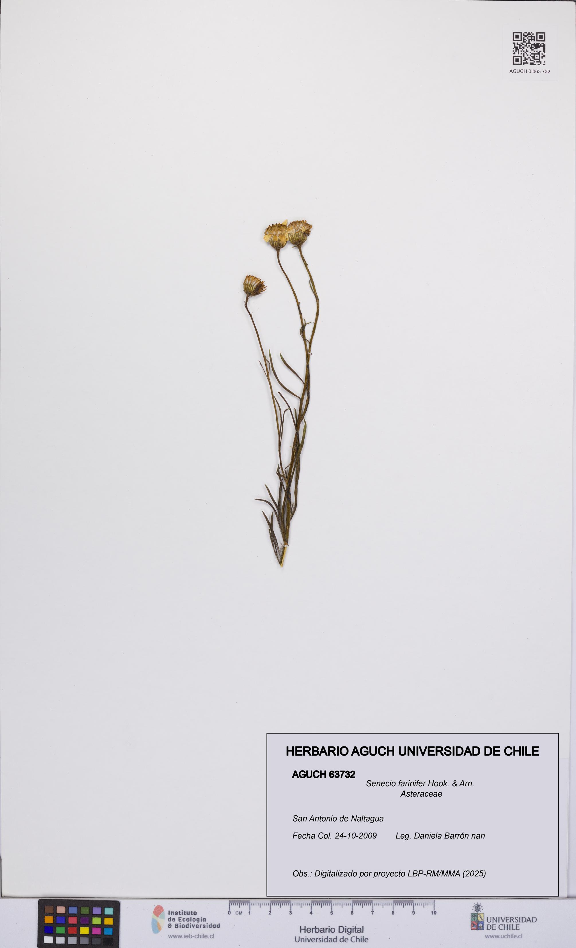 Senecio farinifer [Espécimen: UCH:AGUCH:0063732]