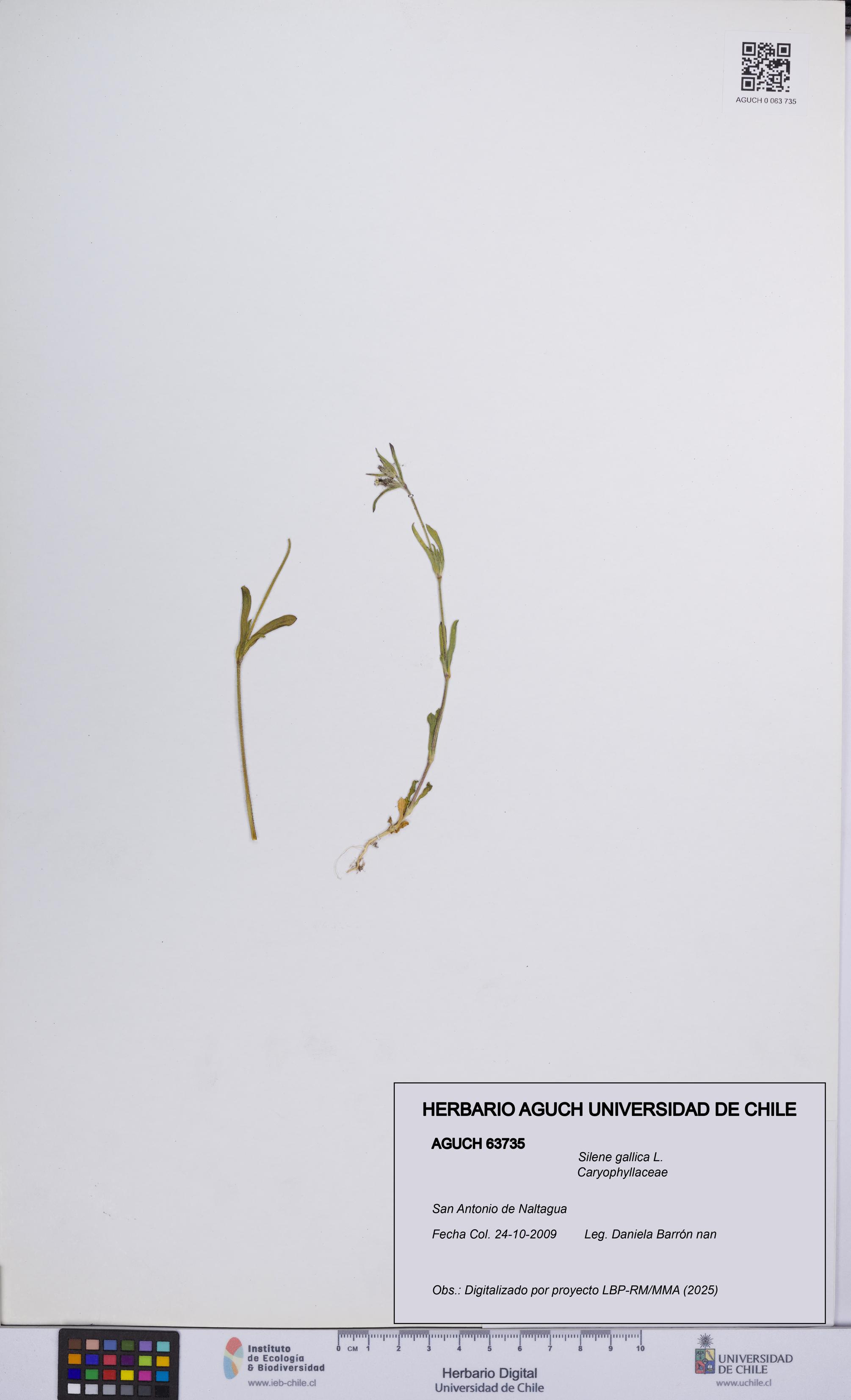 Silene gallica [Espécimen: UCH:AGUCH:0063735]
