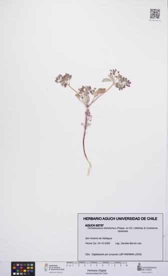 Homalocarpus dichotomus [Espécimen: UCH:AGUCH:0063737]