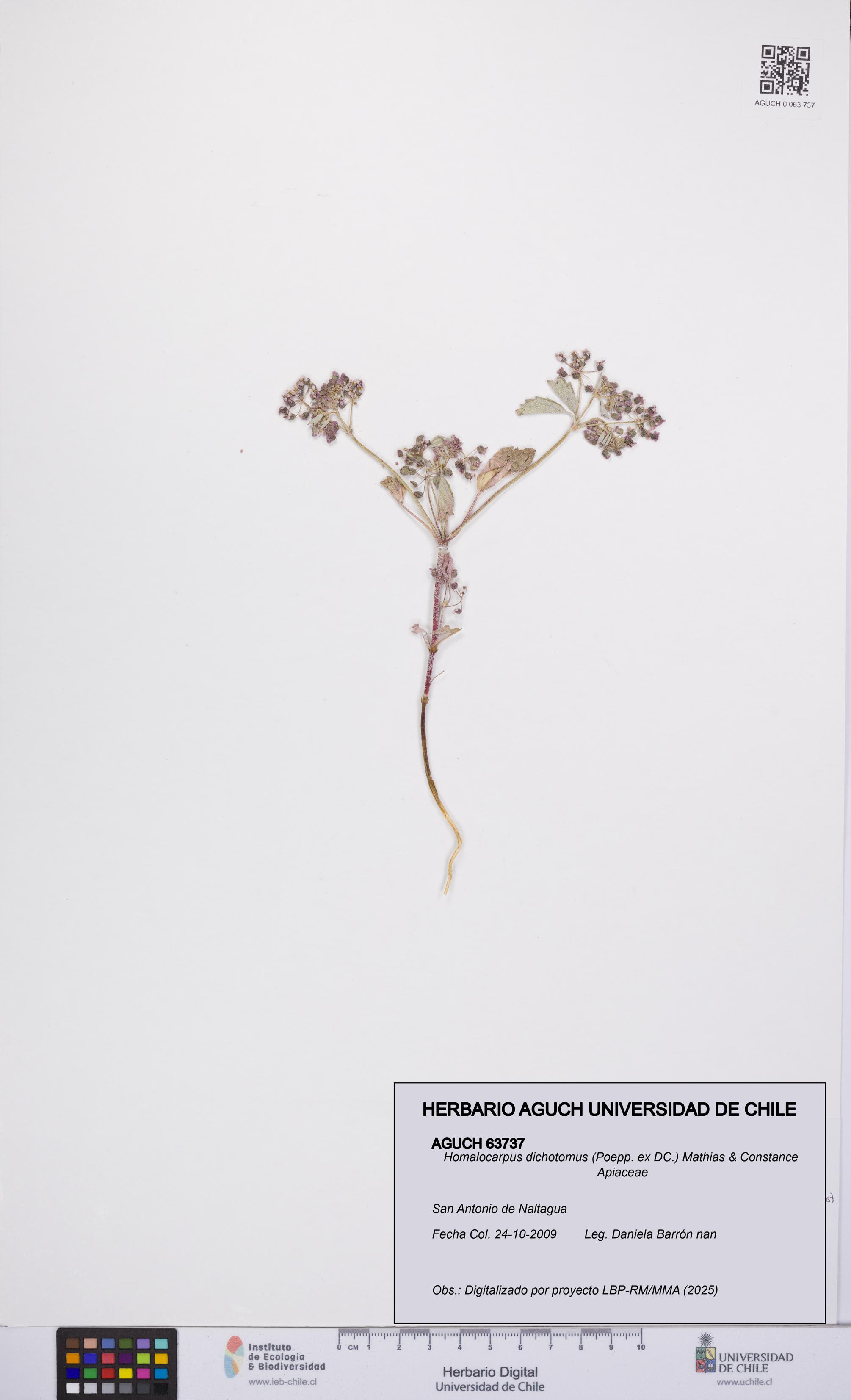 Homalocarpus dichotomus [Espécimen: UCH:AGUCH:0063737]