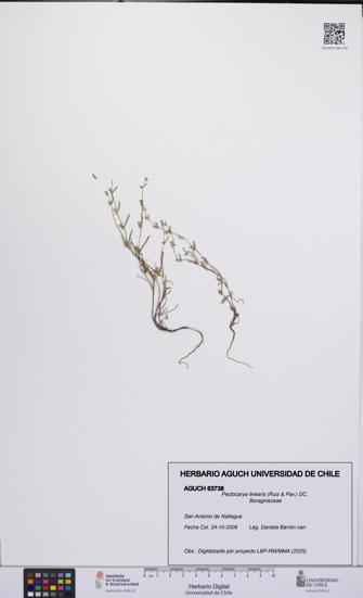 Pectocarya linearis [Espécimen: UCH:AGUCH:0063738]