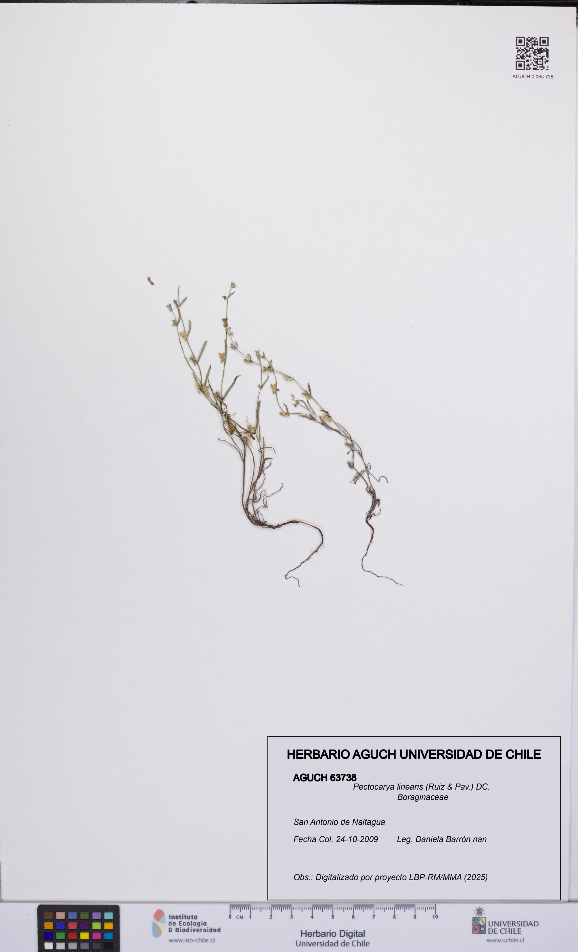 Pectocarya linearis [Espécimen: UCH:AGUCH:0063738]