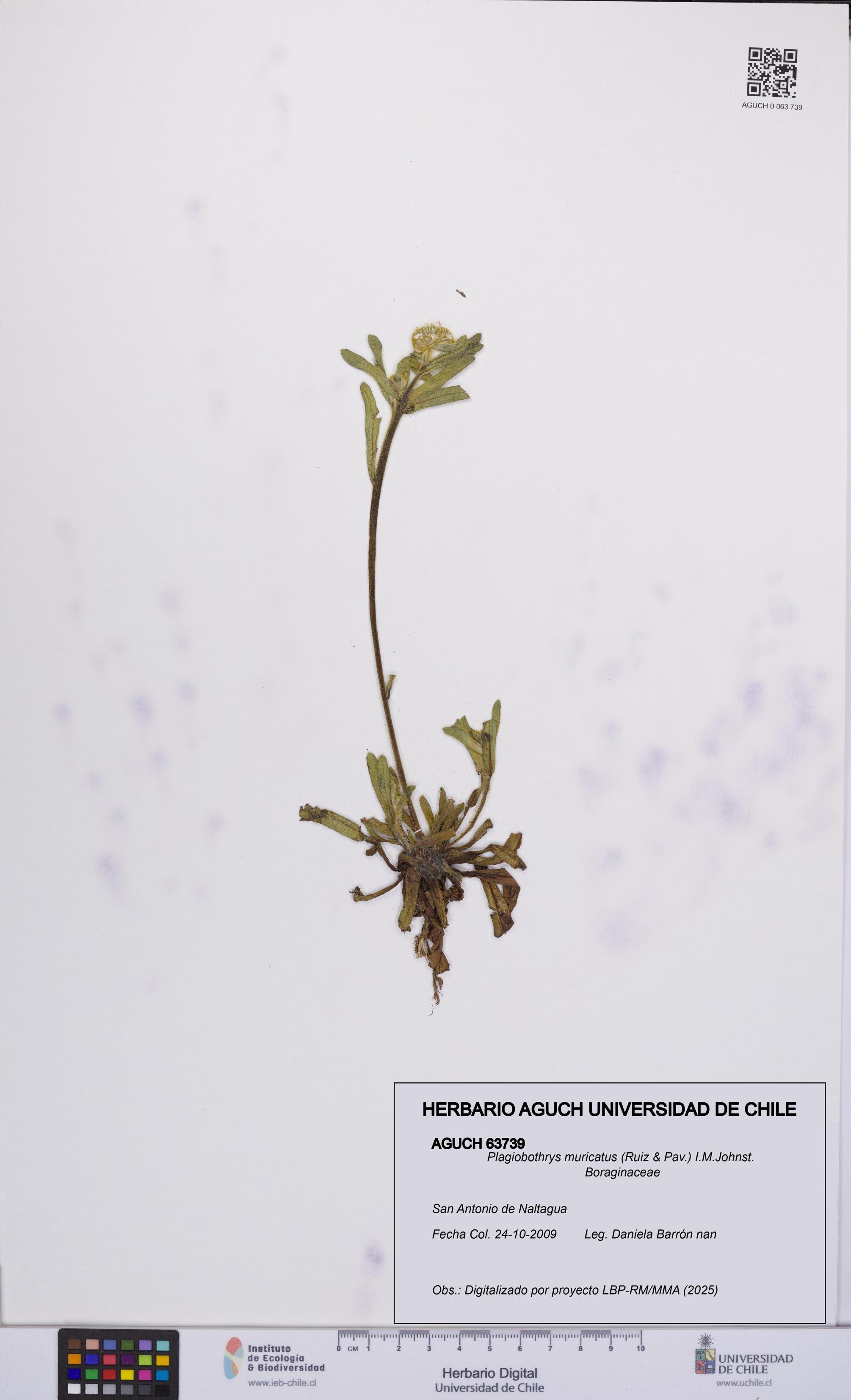 Plagiobothrys muricatus [Espécimen: ]