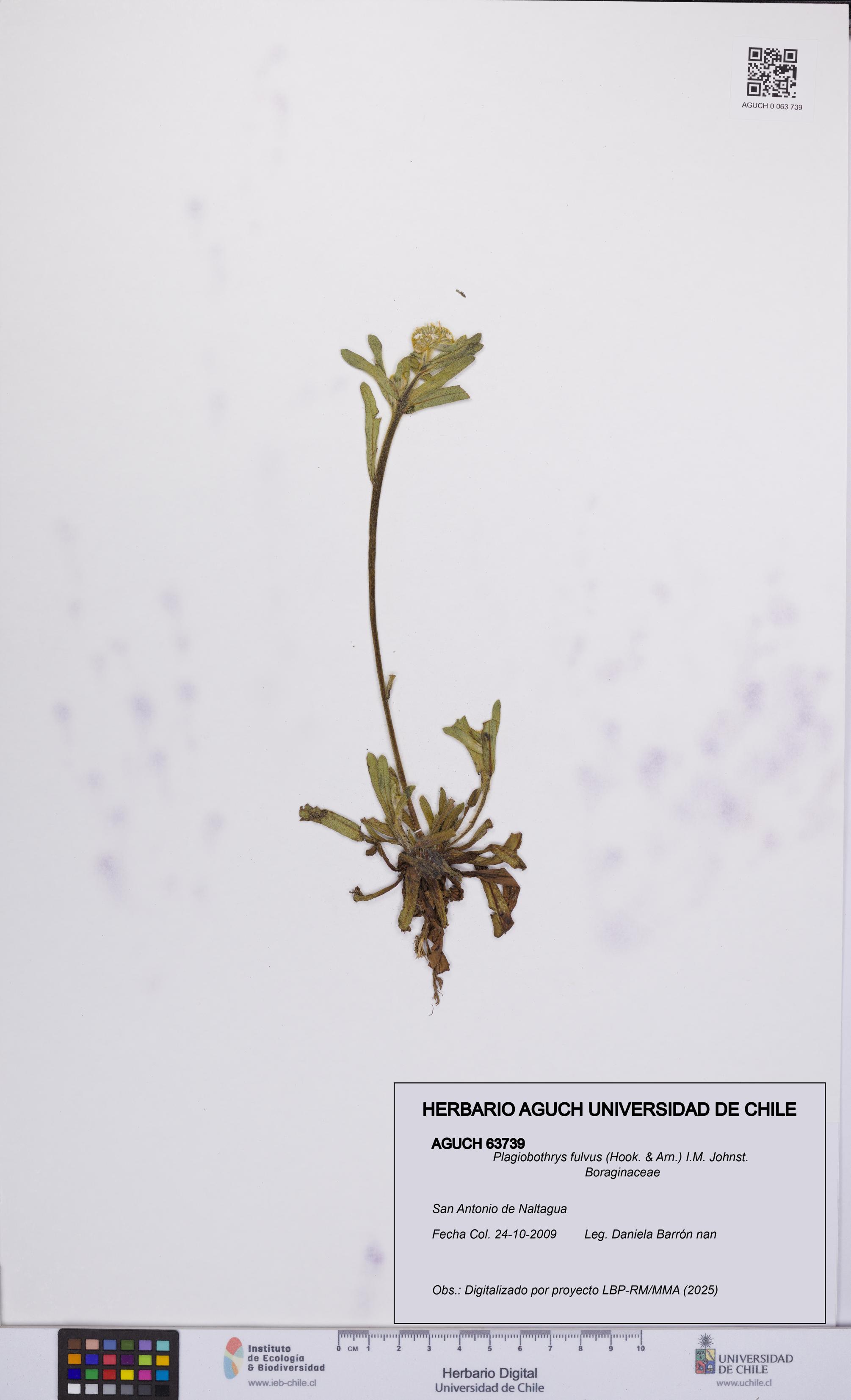 Plagiobothrys fulvus [Espécimen: UCH:AGUCH:0063739]