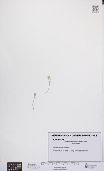 Chaetanthera moenchioides [Espécimen: UCH:AGUCH:0063746]