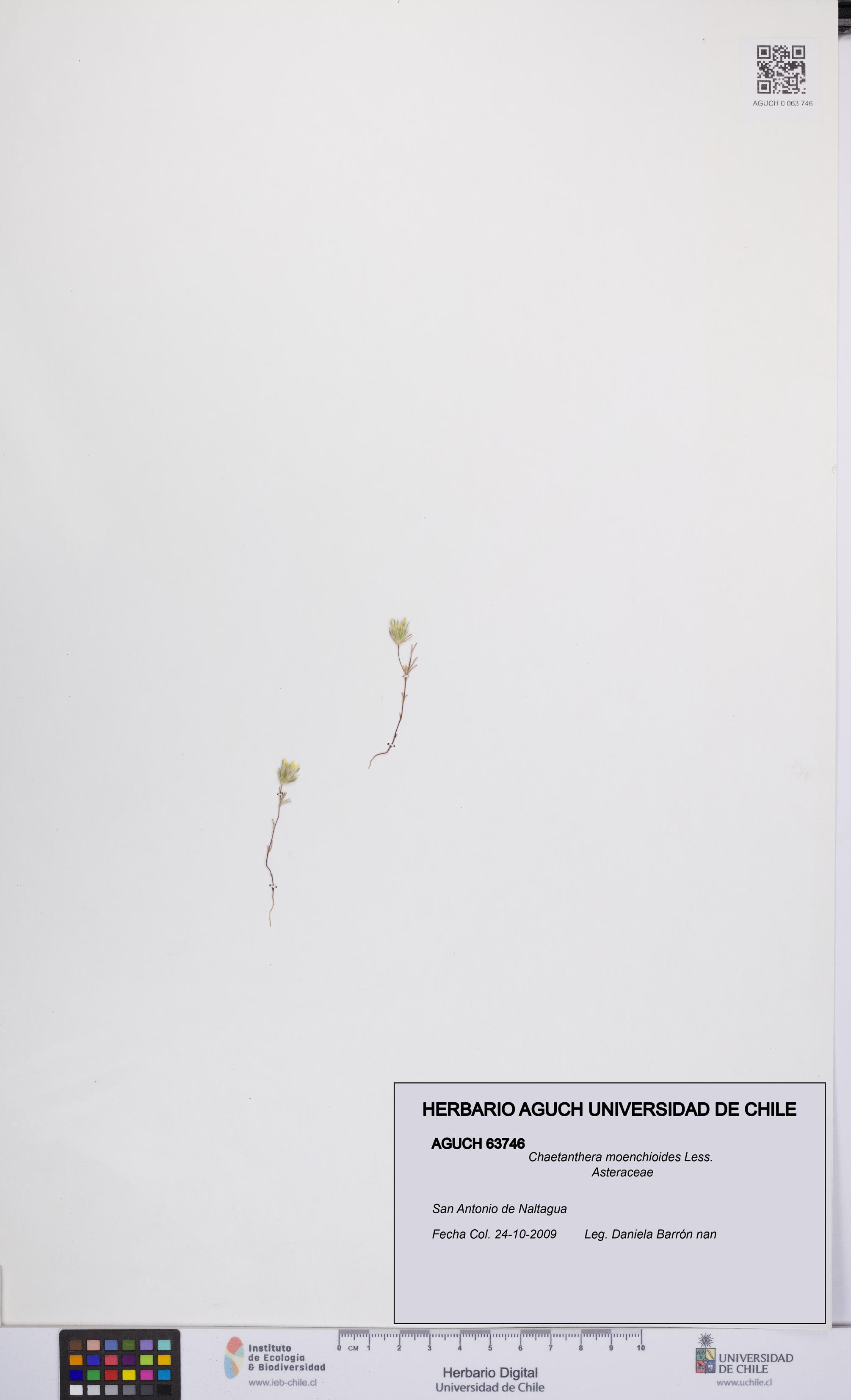 Chaetanthera moenchioides [Espécimen: UCH:AGUCH:0063746]