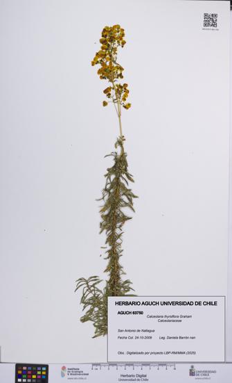 Calceolaria thyrsiflora [Espécimen: UCH:AGUCH:0063750]