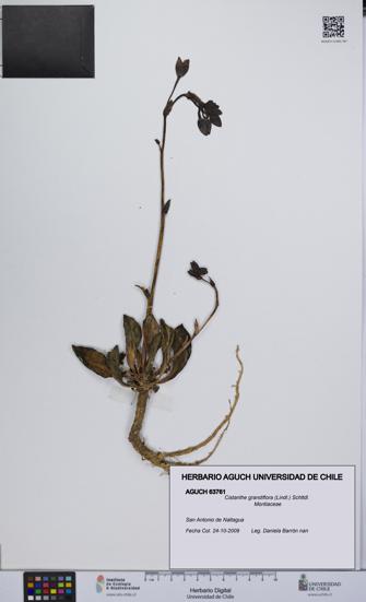 Cistanthe grandiflora [Espécimen: UCH:AGUCH:0063761]