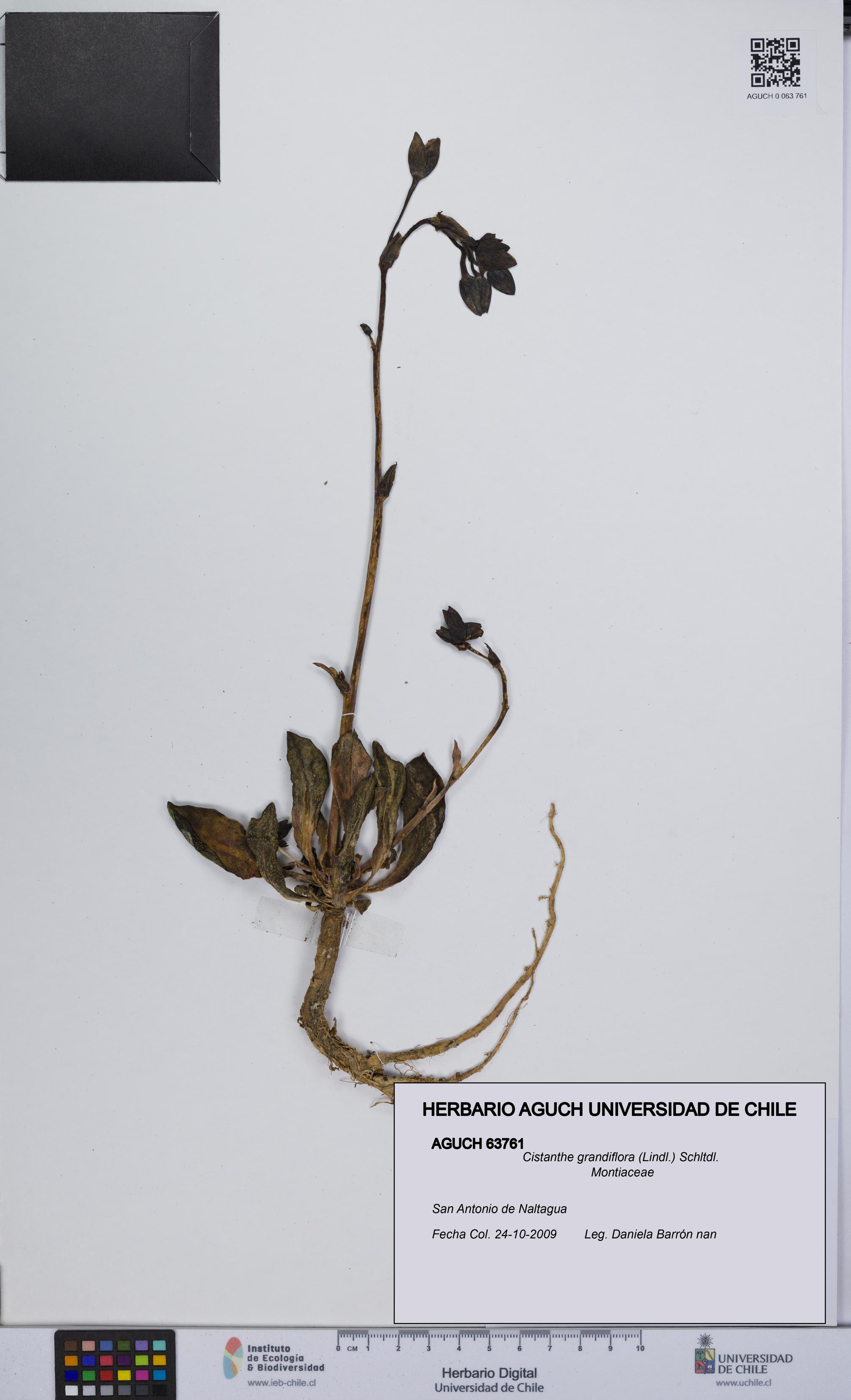 Cistanthe grandiflora [Espécimen: UCH:AGUCH:0063761]