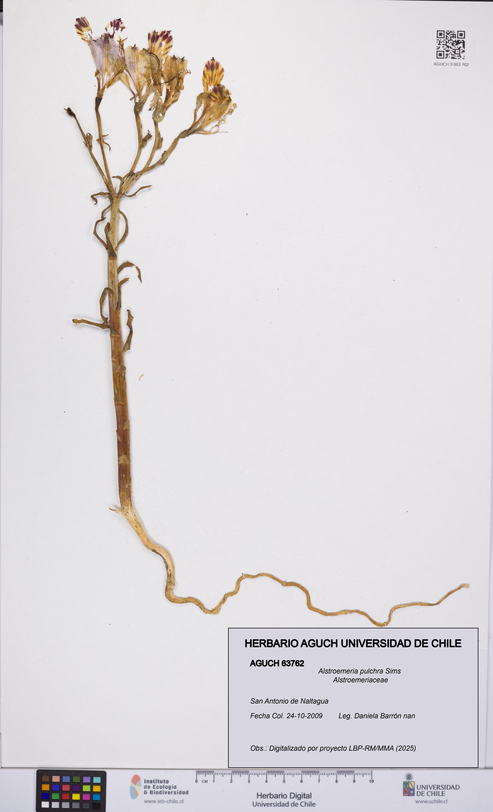Alstroemeria pulchra [Espécimen: UCH:AGUCH:0063762]