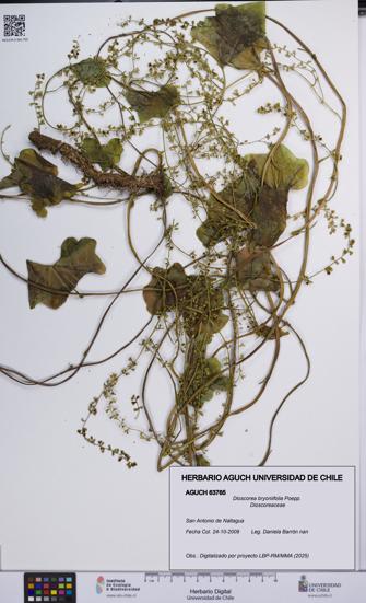 Dioscorea bryoniifolia [Espécimen: UCH:AGUCH:0063765]