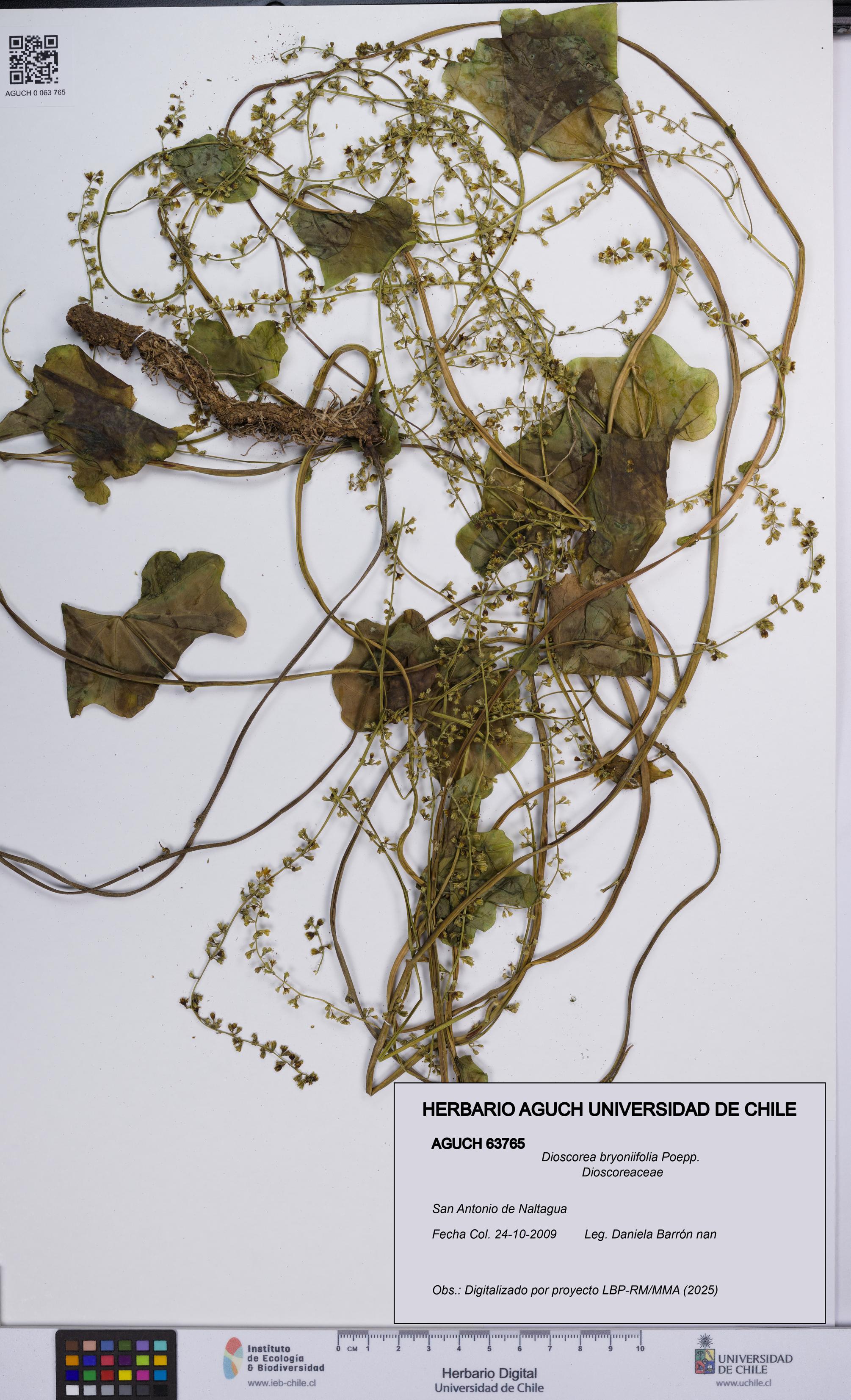 Dioscorea bryoniifolia [Espécimen: UCH:AGUCH:0063765]