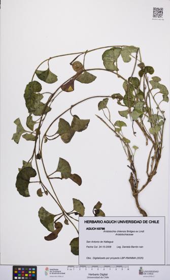 Aristolochia chilensis [Espécimen: UCH:AGUCH:0063786]