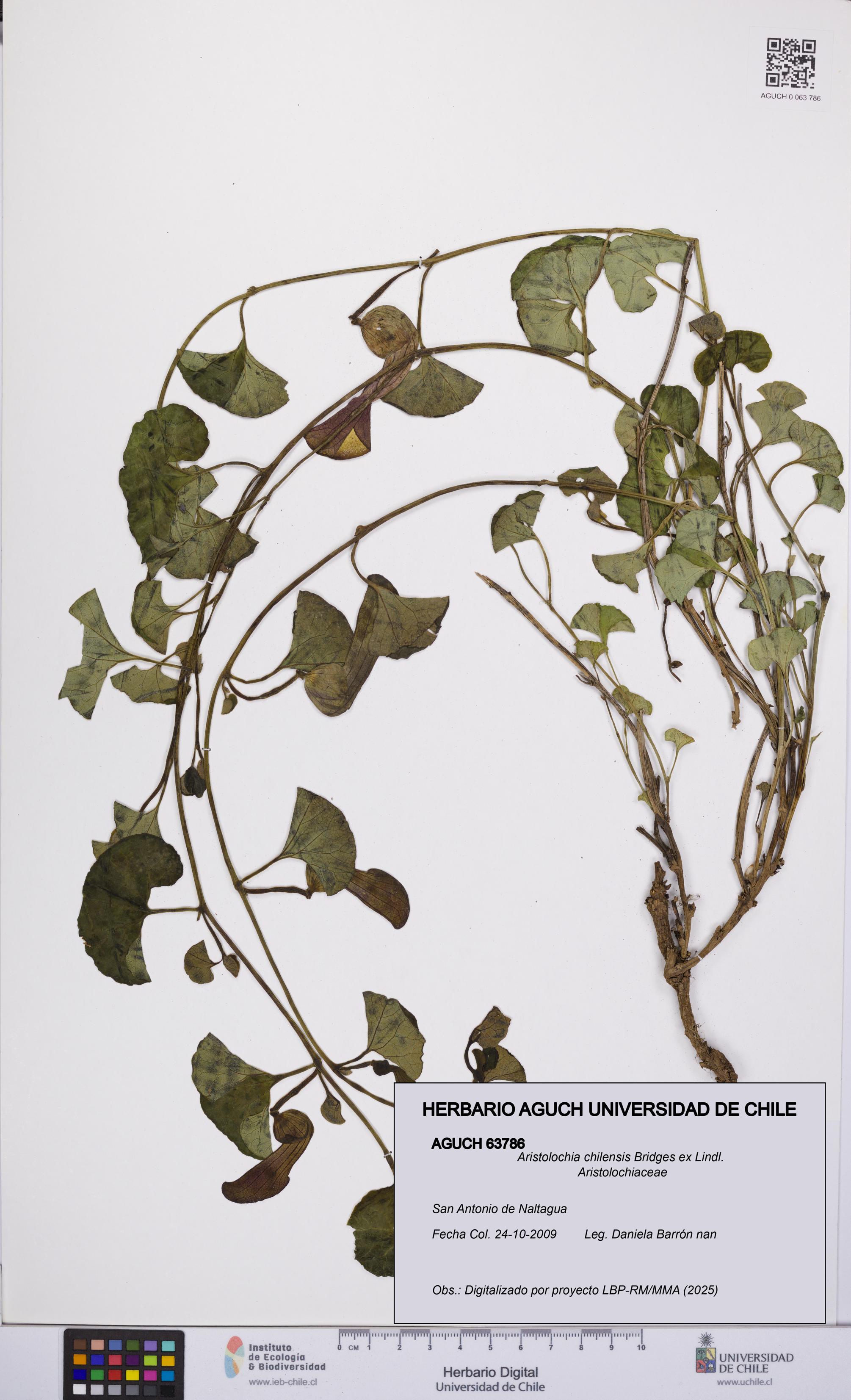 Aristolochia chilensis [Espécimen: UCH:AGUCH:0063786]