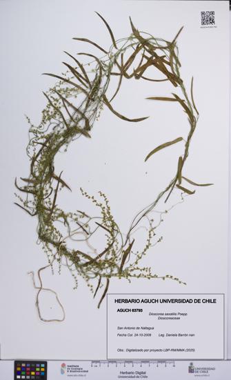 Dioscorea saxatilis [Espécimen: UCH:AGUCH:0063793]