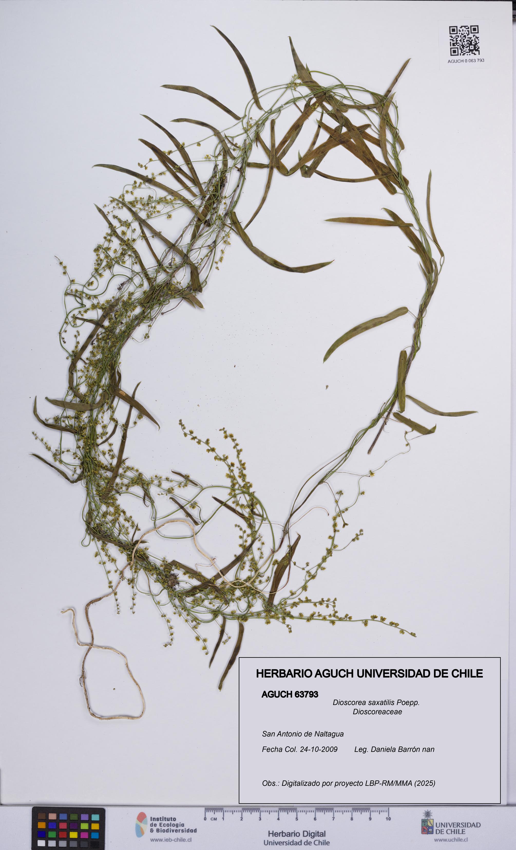 Dioscorea saxatilis [Espécimen: UCH:AGUCH:0063793]