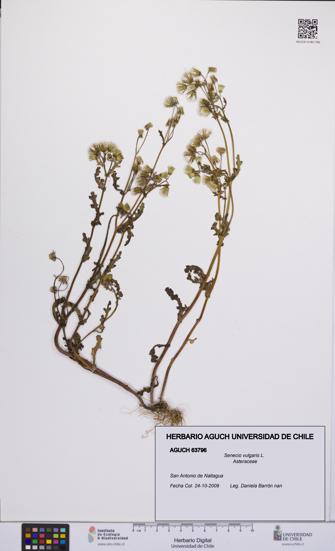 Senecio vulgaris [Espécimen: UCH:AGUCH:0063796]
