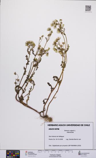Senecio vulgaris [Espécimen: UCH:AGUCH:0063796]