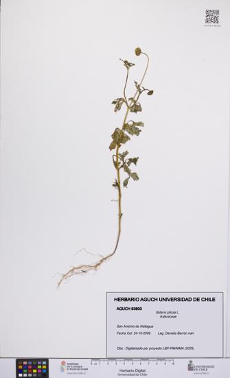 Bidens pilosa [Espécimen: UCH:AGUCH:0063803]