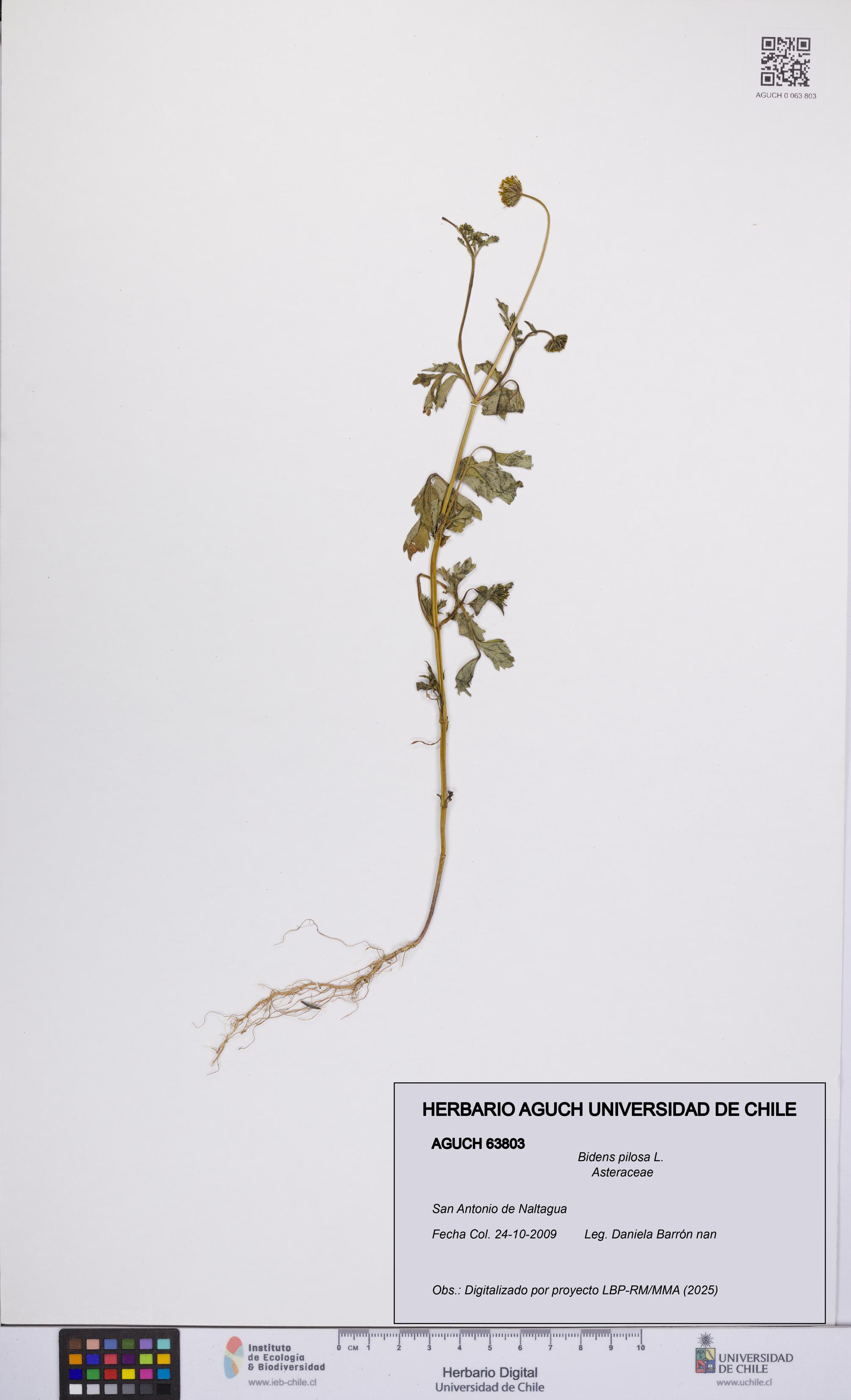 Bidens pilosa [Espécimen: UCH:AGUCH:0063803]