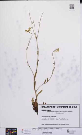 Plagiobothrys muricatus [Espécimen: ]
