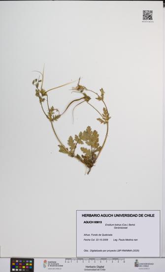 Erodium botrys [Espécimen: UCH:AGUCH:0063813]