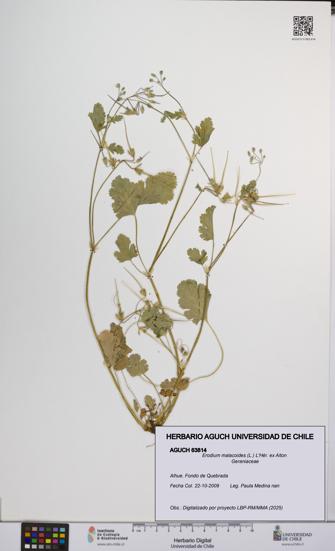 Erodium malacoides [Espécimen: UCH:AGUCH:0063814]