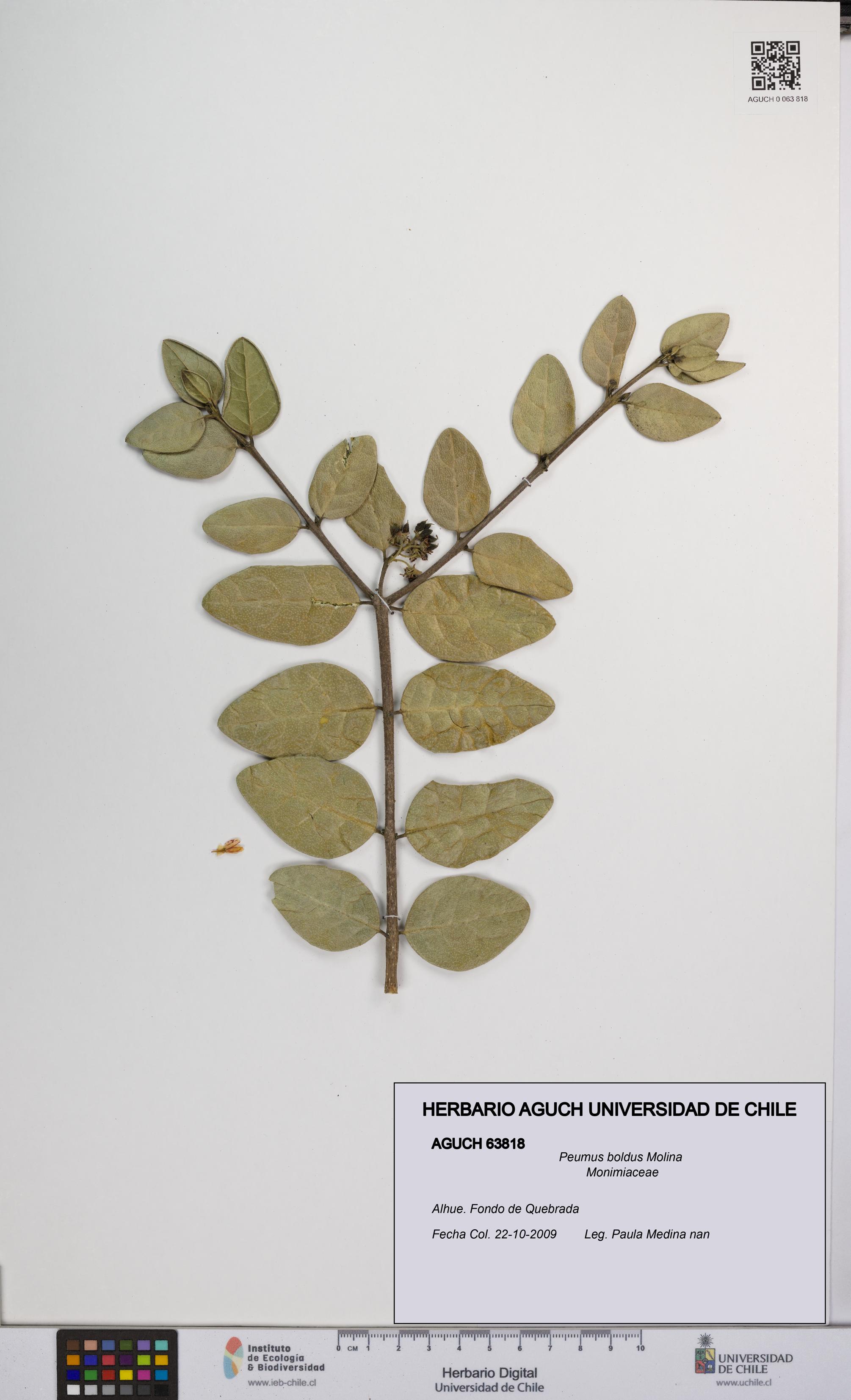Peumus boldus [Espécimen: UCH:AGUCH:0063818]
